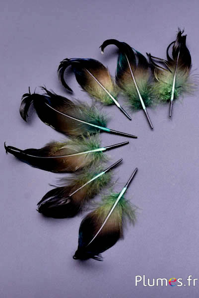 Canard boucles - 6-9 cm - vert sapin